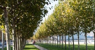 Профессиональная посадка деревьев и кустарников в Богородицке в октябре